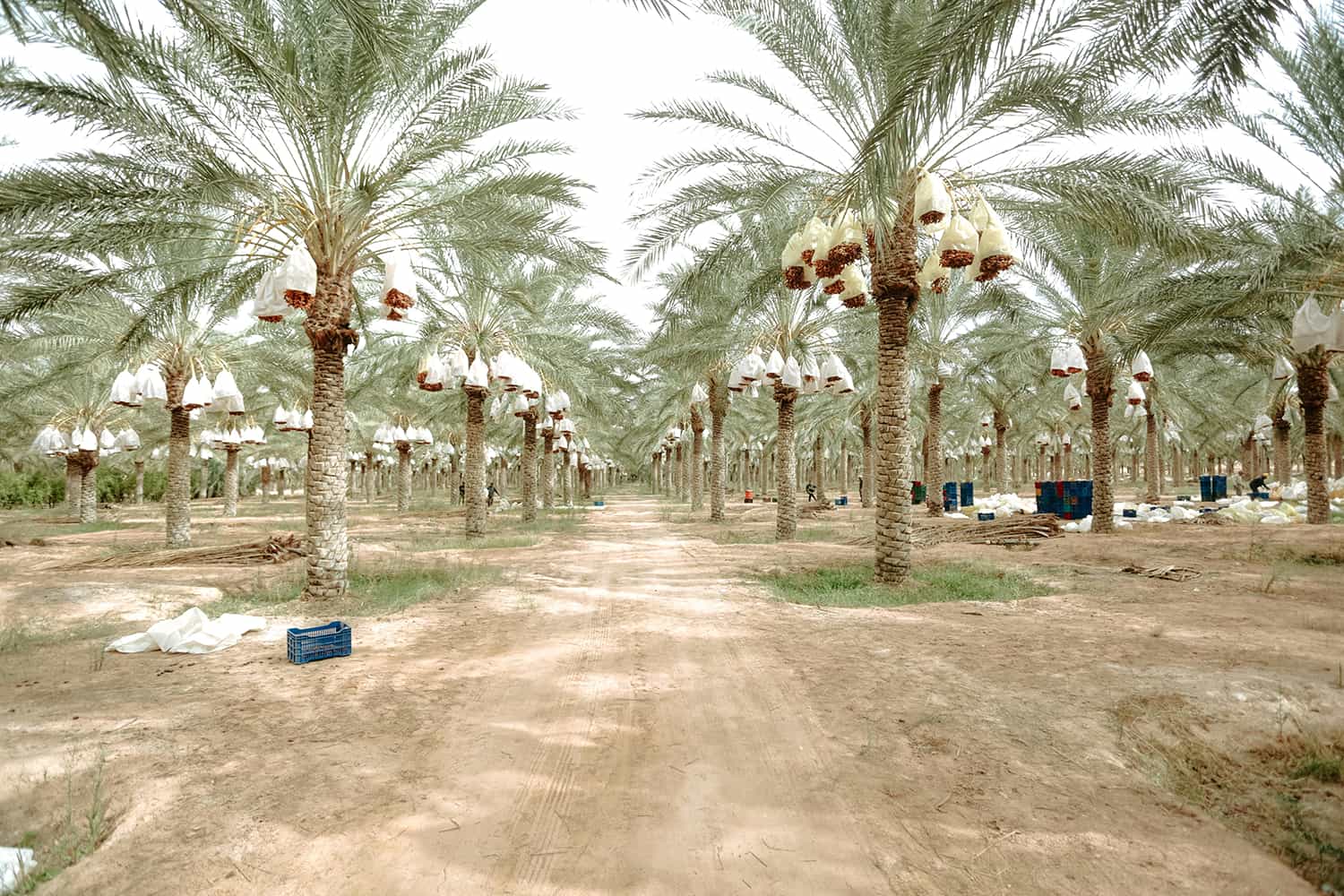 A Tamareira (Phoenix dactylifera)