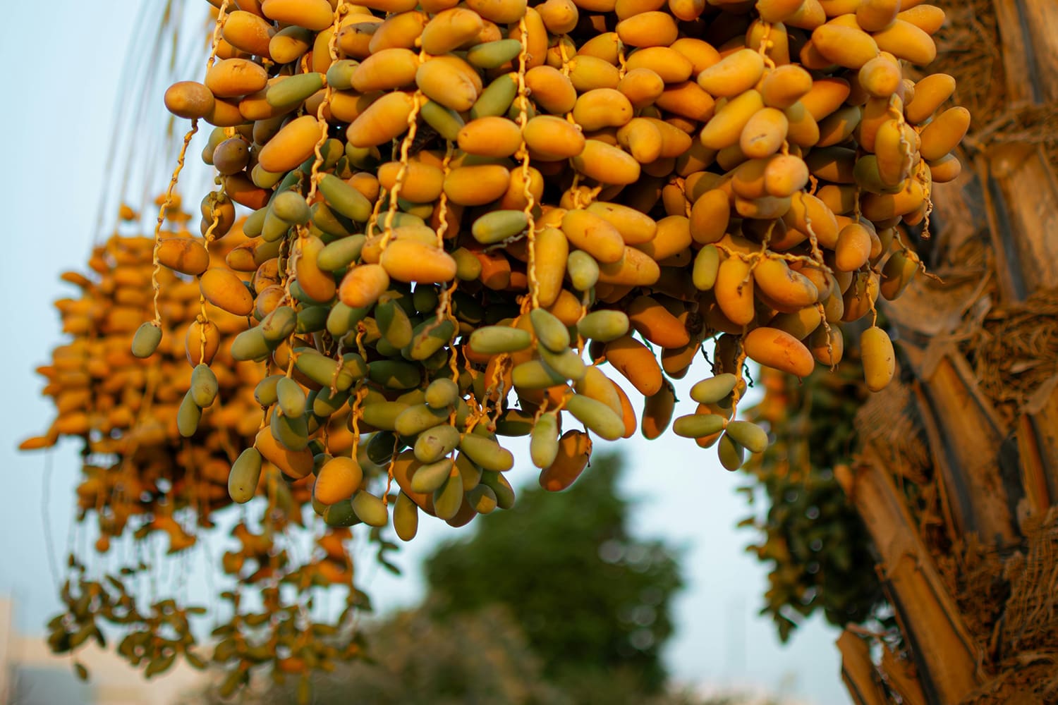 A Tamareira (Phoenix dactylifera)