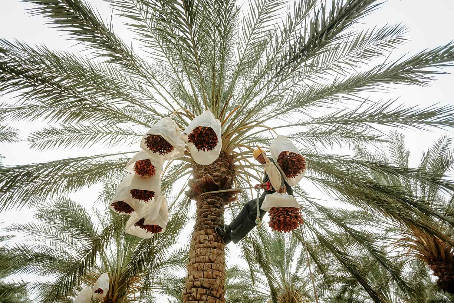 The Date Palm (Phoenix dactylifera)