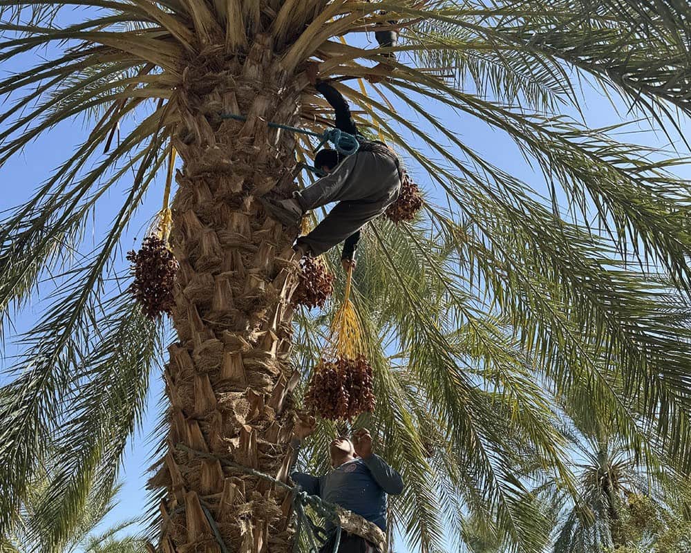 Cosecha 2025 del dátil Deglet Nour